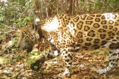 animals-of-shipstern-belize-jaguar02