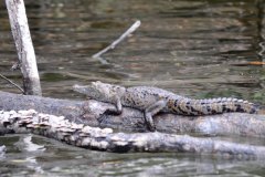 animals-of-shipstern-belize-morelet-crocodilie