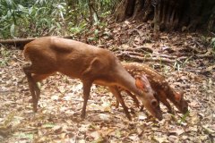 animals-of-shipstern-belize-red-brocket-deer-with-young