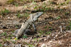 animals-of-shipstern-belize-slider-black-iguana