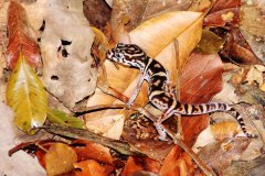 animals-of-shipstern-belize-slider-gecko