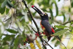 birds-of-shipstern-belize-slider-black-collared-aracari