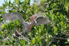 birds-of-shipstern-belize-slider-reddish-egret-open-wings