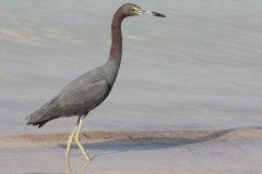 birds-of-shipstern-belize-slider-reddish-egret