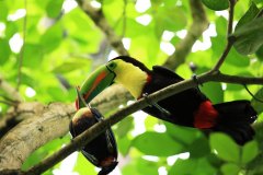 birds-of-shipstern-belize-slider-toucan-feeding-young