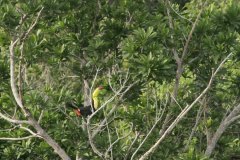 birds-of-shipstern-belize-slider-toucan-in-canopy