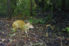 animals-of-shipstern-belize-cental-american-agouti