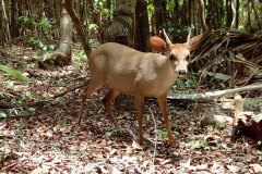 animals-of-shipstern-belize-deer02