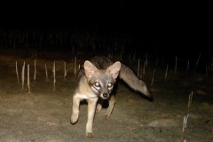 animals-of-shipstern-belize-grey-fox-in-mangroves