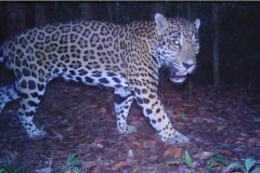 animals-of-shipstern-belize-jaguar