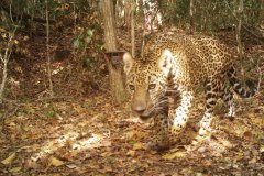 animals-of-shipstern-belize-jaguar03