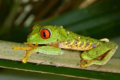 animals-of-shipstern-belize-slider-red-eyed-tree-frog