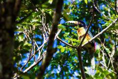 birds-of-shipstern-belize-slider-black-collared-aracari-02