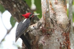 birds-of-shipstern-belize-slider-lineated-woodpecker