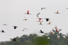 birds-of-shipstern-belize-slider-stork-roseate-spoonbill
