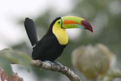 birds-of-shipstern-belize-slider-toucan