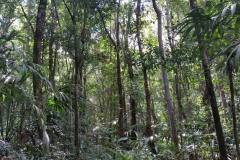 fauna-of-shipstern-belize-forest-trees