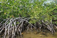 fauna-of-shipstern-belize-mangroves