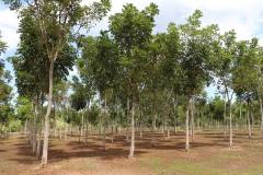 infrastructure-shipstern-belize-sustainable-reforestation