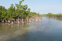 landscapes-shipstern-belize-lagoon-red-mangroves